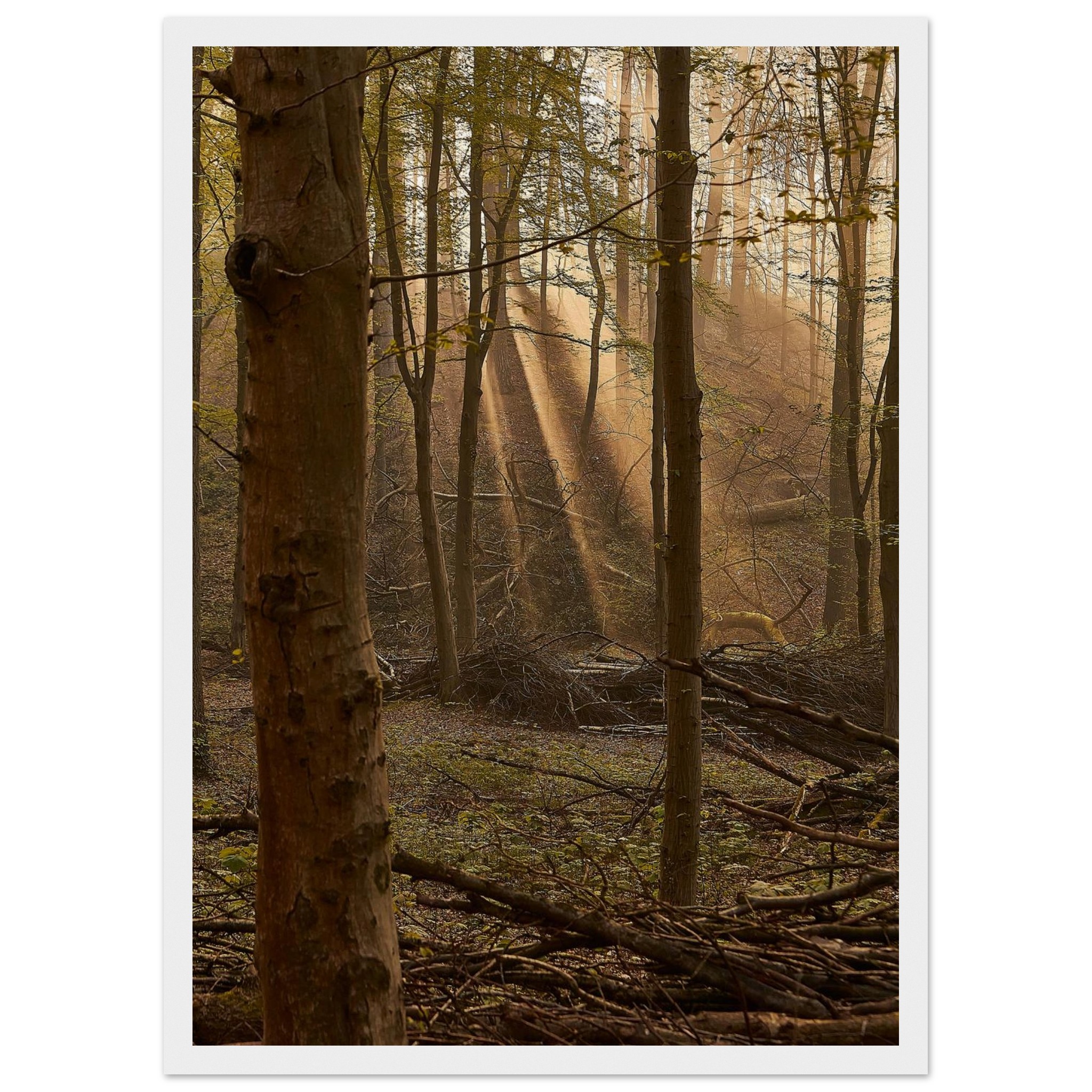 301b2bb4-6bba-4051-9dcc-1cd688ef02c5